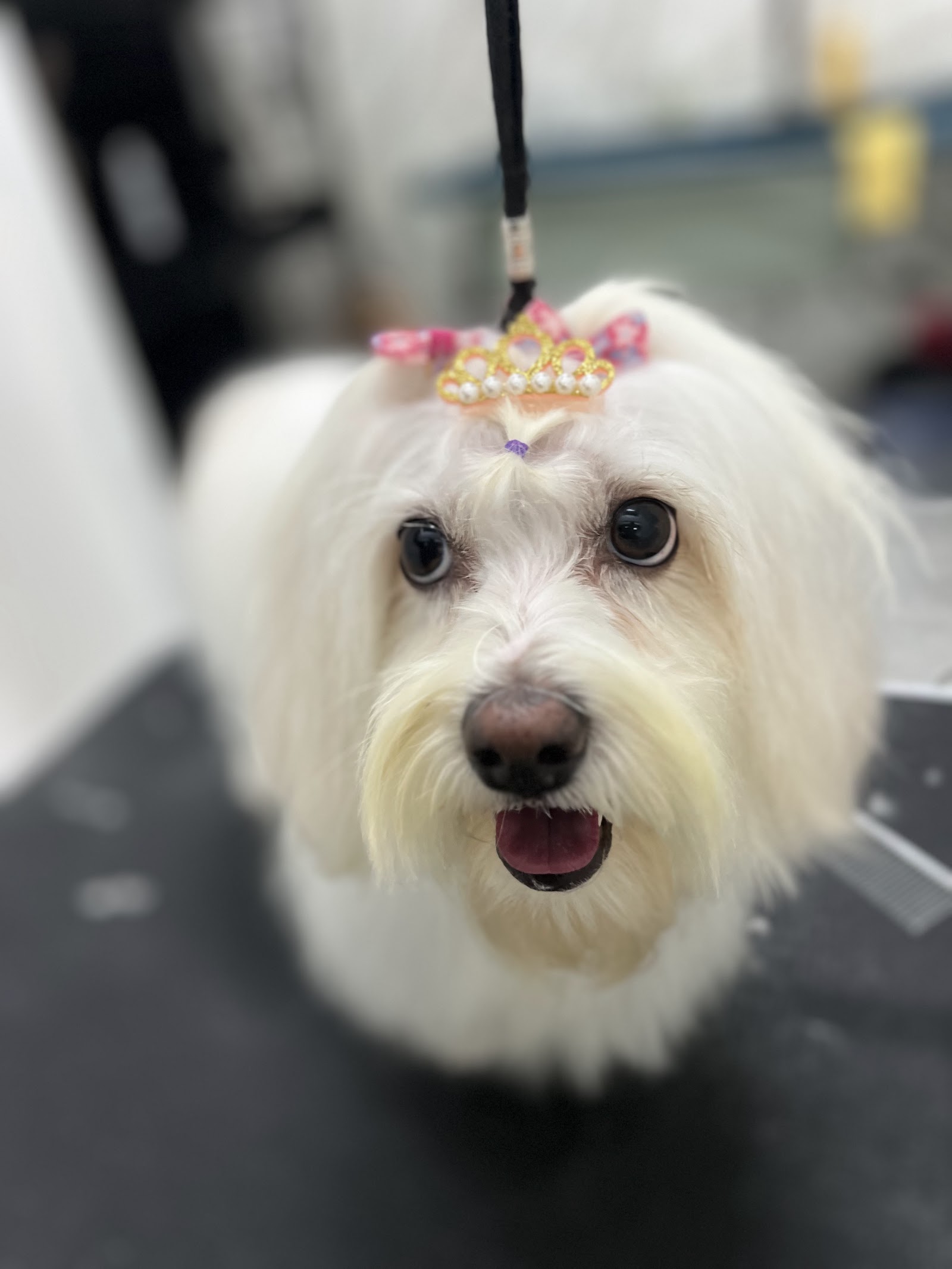 DOGYCAT, peluquería canina, pet shop