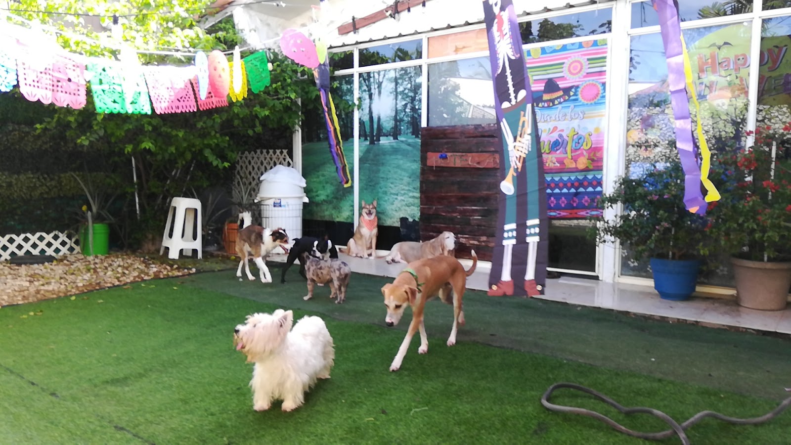 Pets Home Panama Hotel de Mascotas