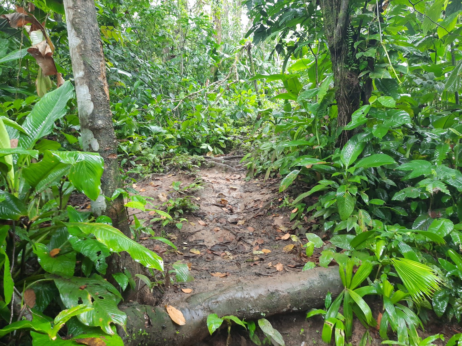 True Nature Jungle House