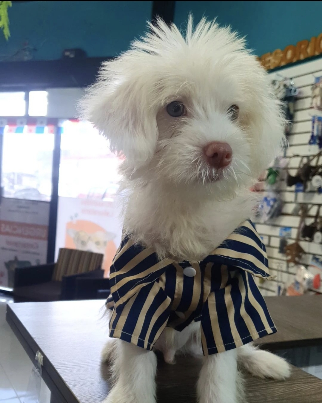 Clinica Veterinaria Oeste Vets