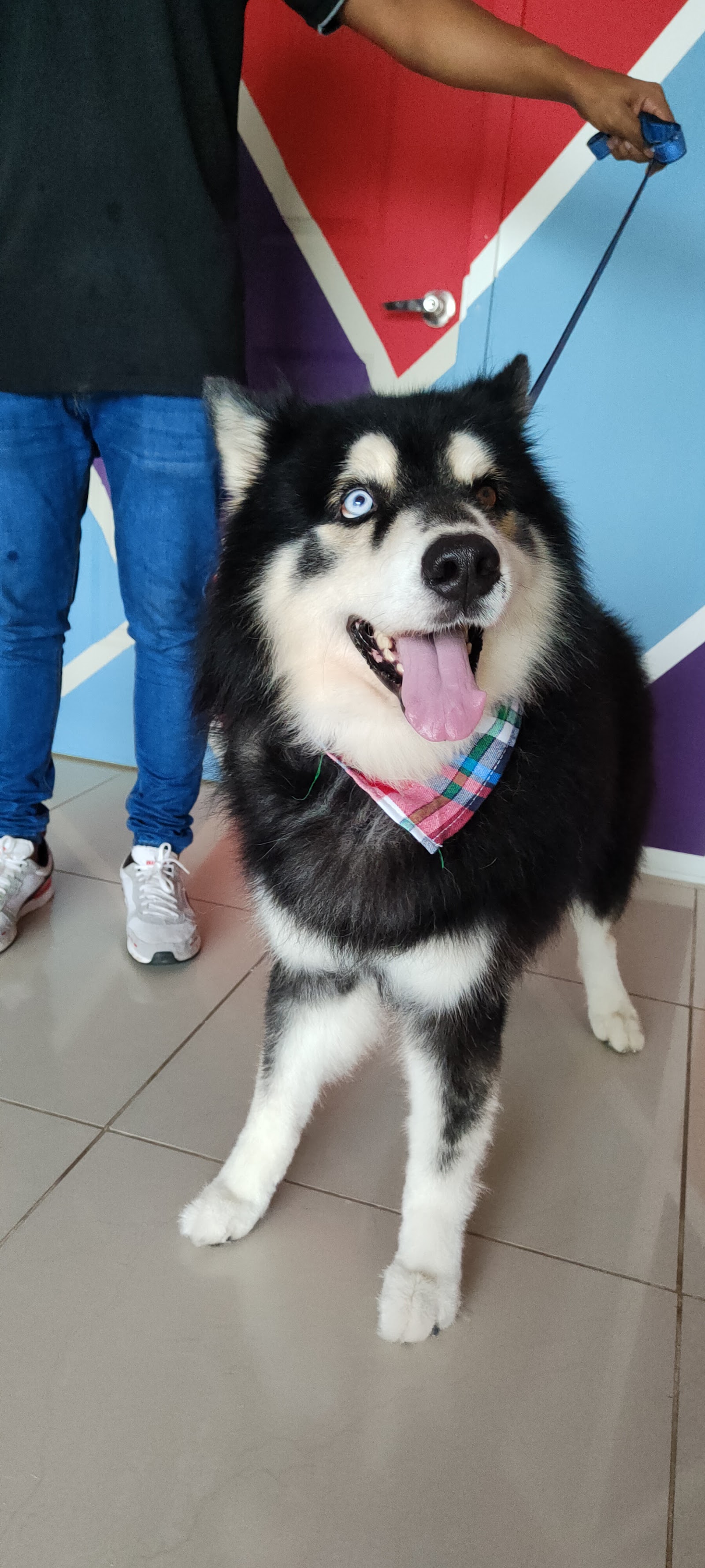 Veterinaria Mia Vet