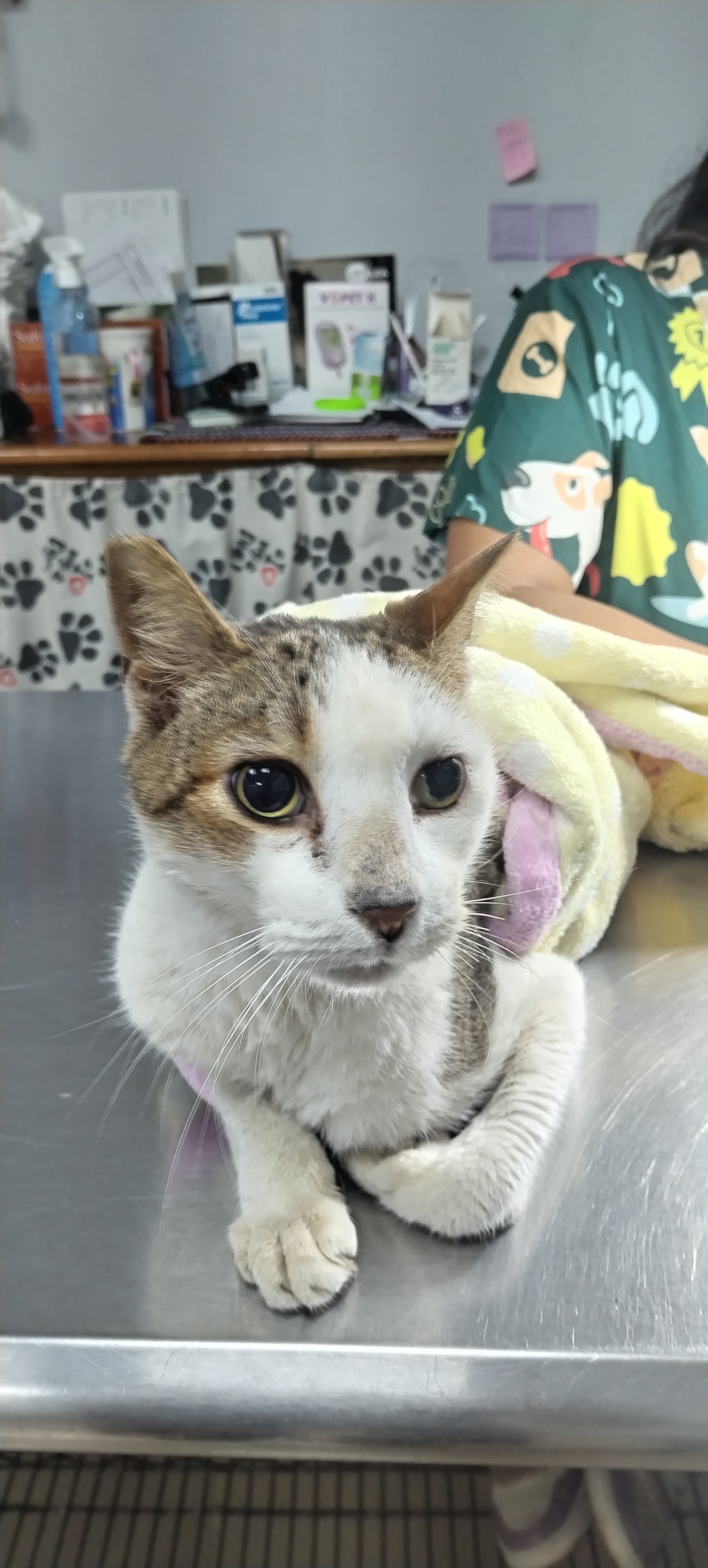 Veterinaria Ohana Pets