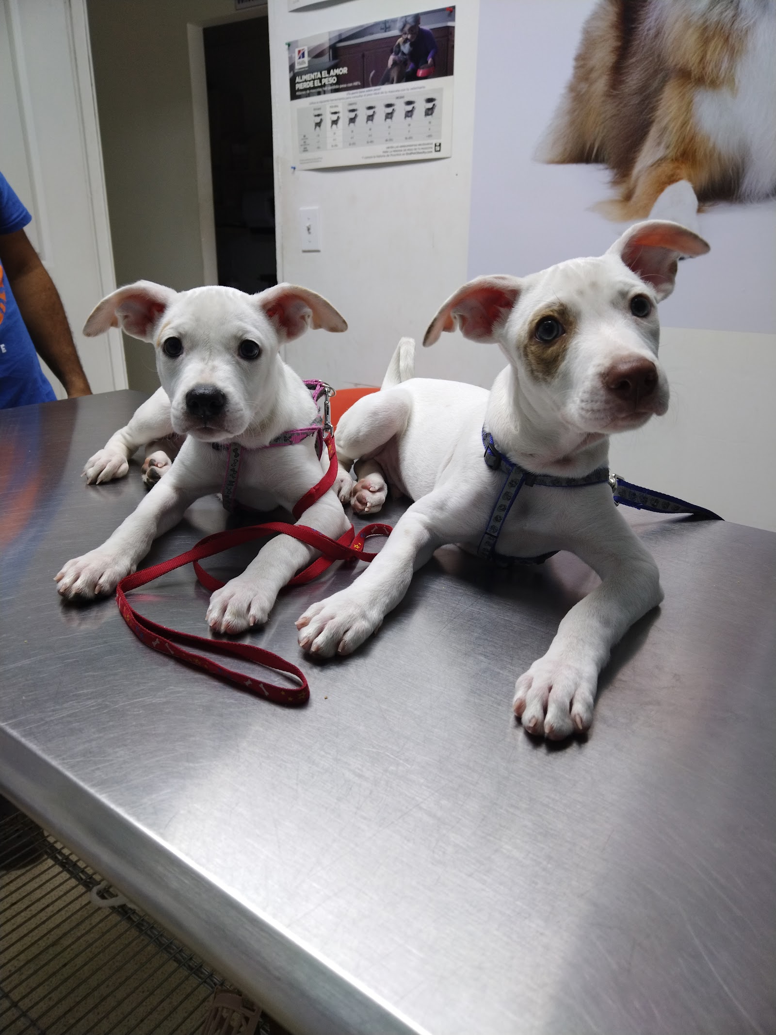 Clinica Veterinaria Mi Mascota