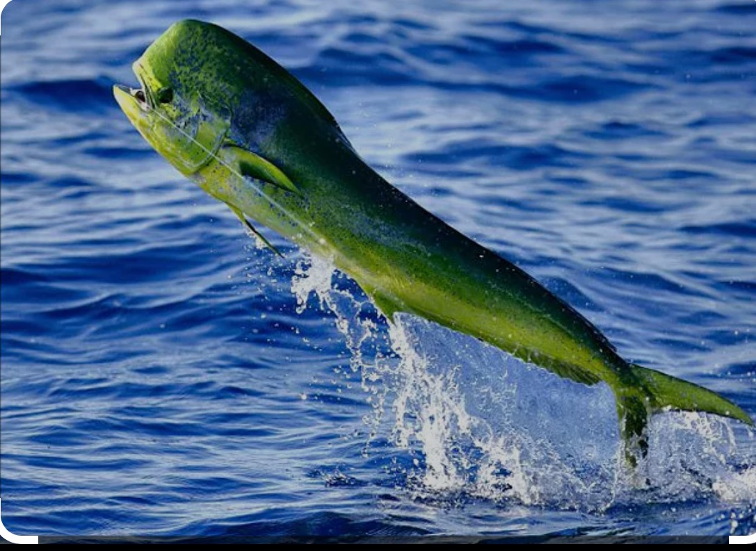 Bocas del toro fishing tours