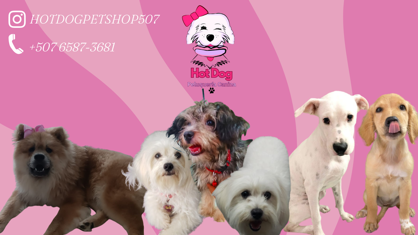 Hot Dog Pet Shop