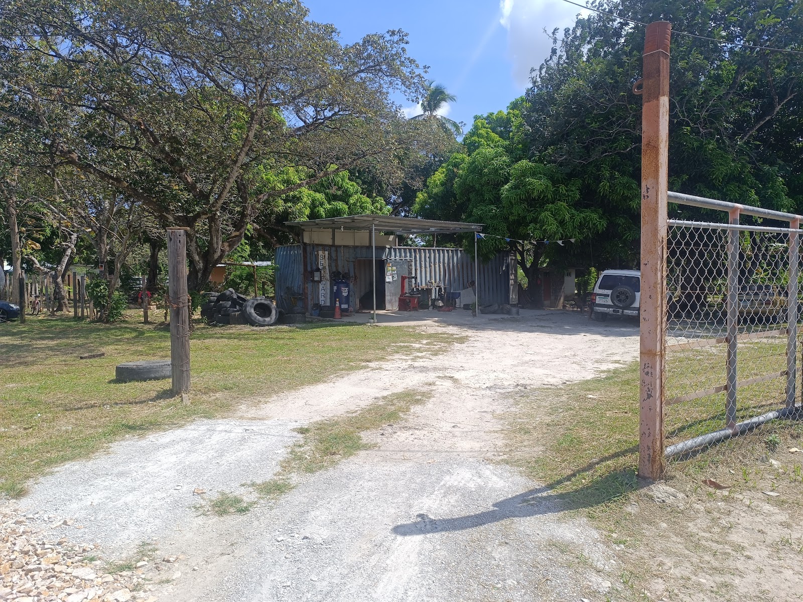 LLANTERIA CIRUELITO
