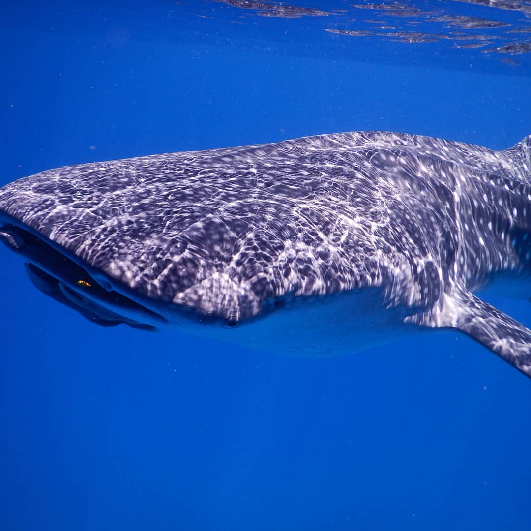 Scuba Coiba