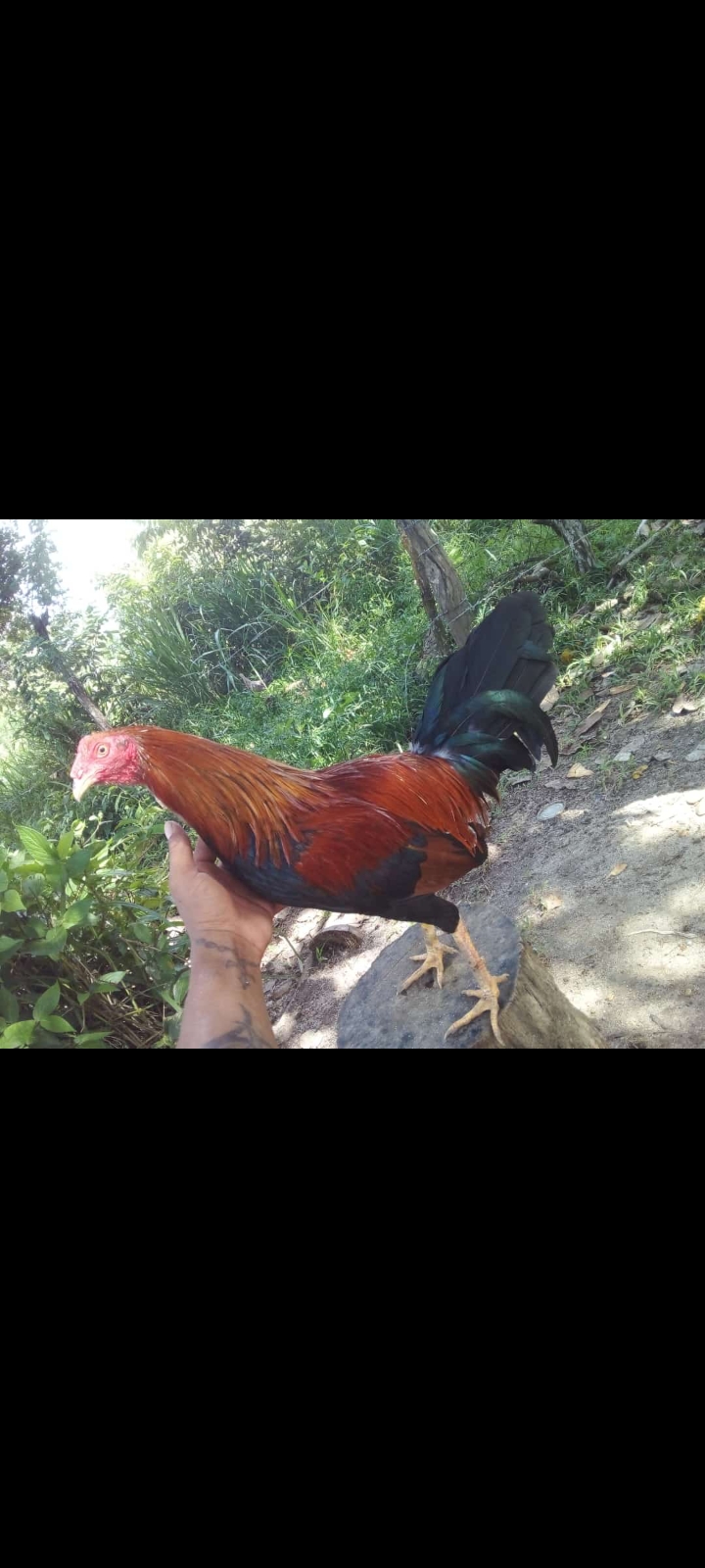 Cuadra la escondida el rosario