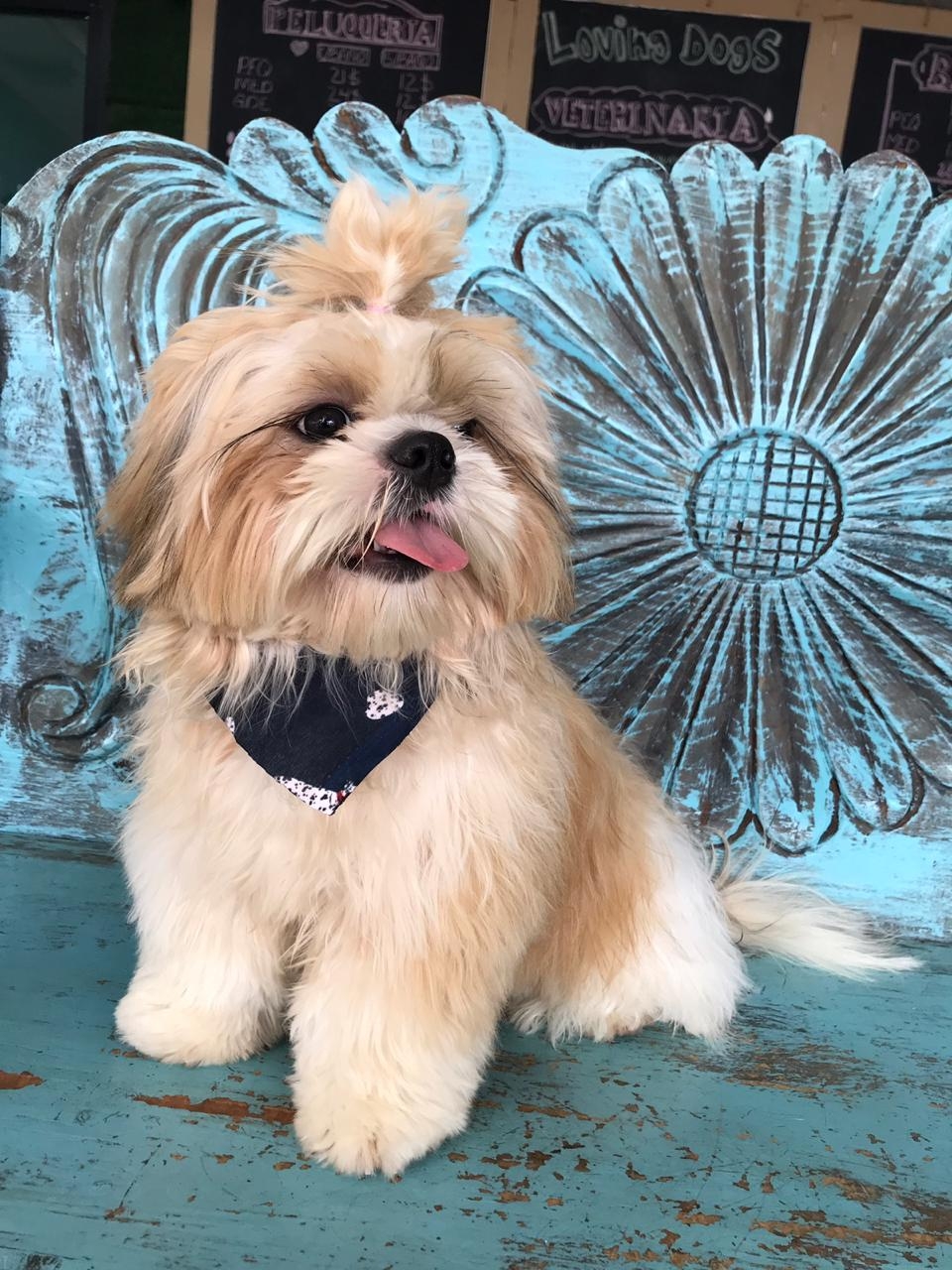 Loving dogs pty