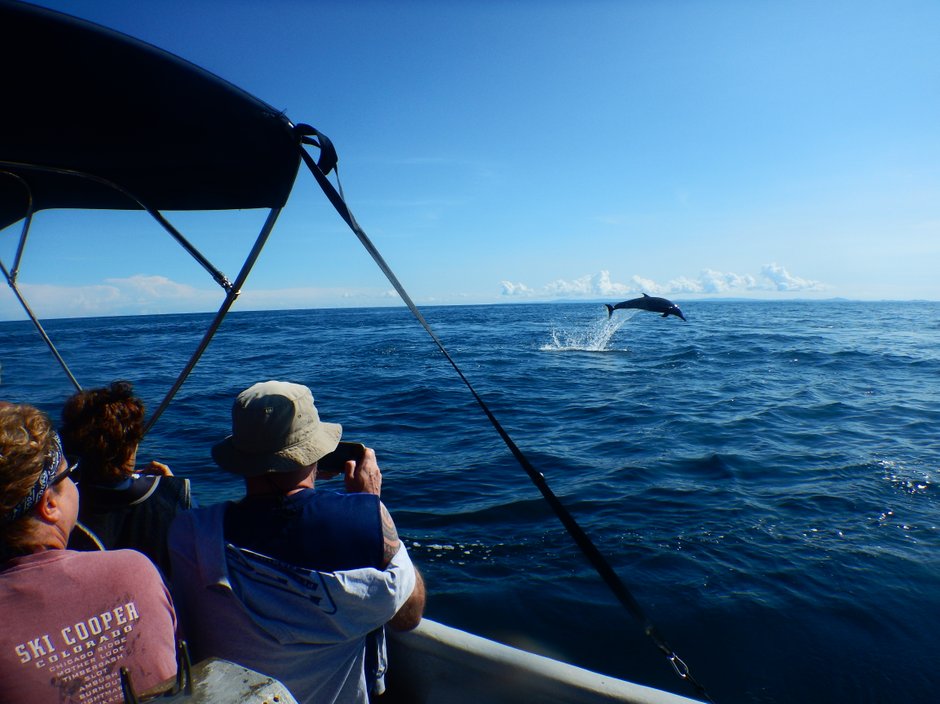 Watching Dolphin - Snorkelling, Fishing and Wildlife watching