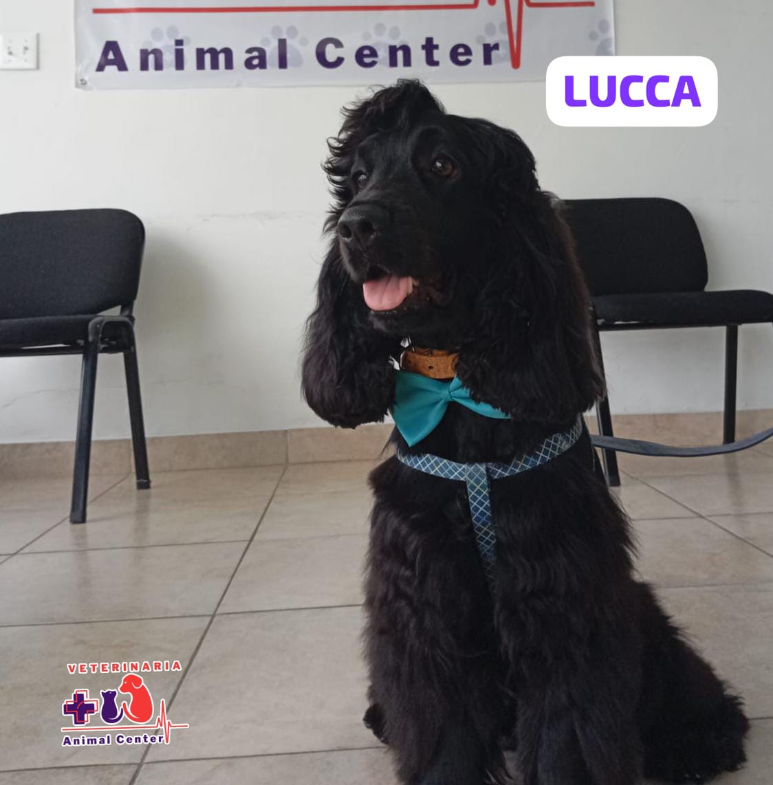 Veterinaria Animal center