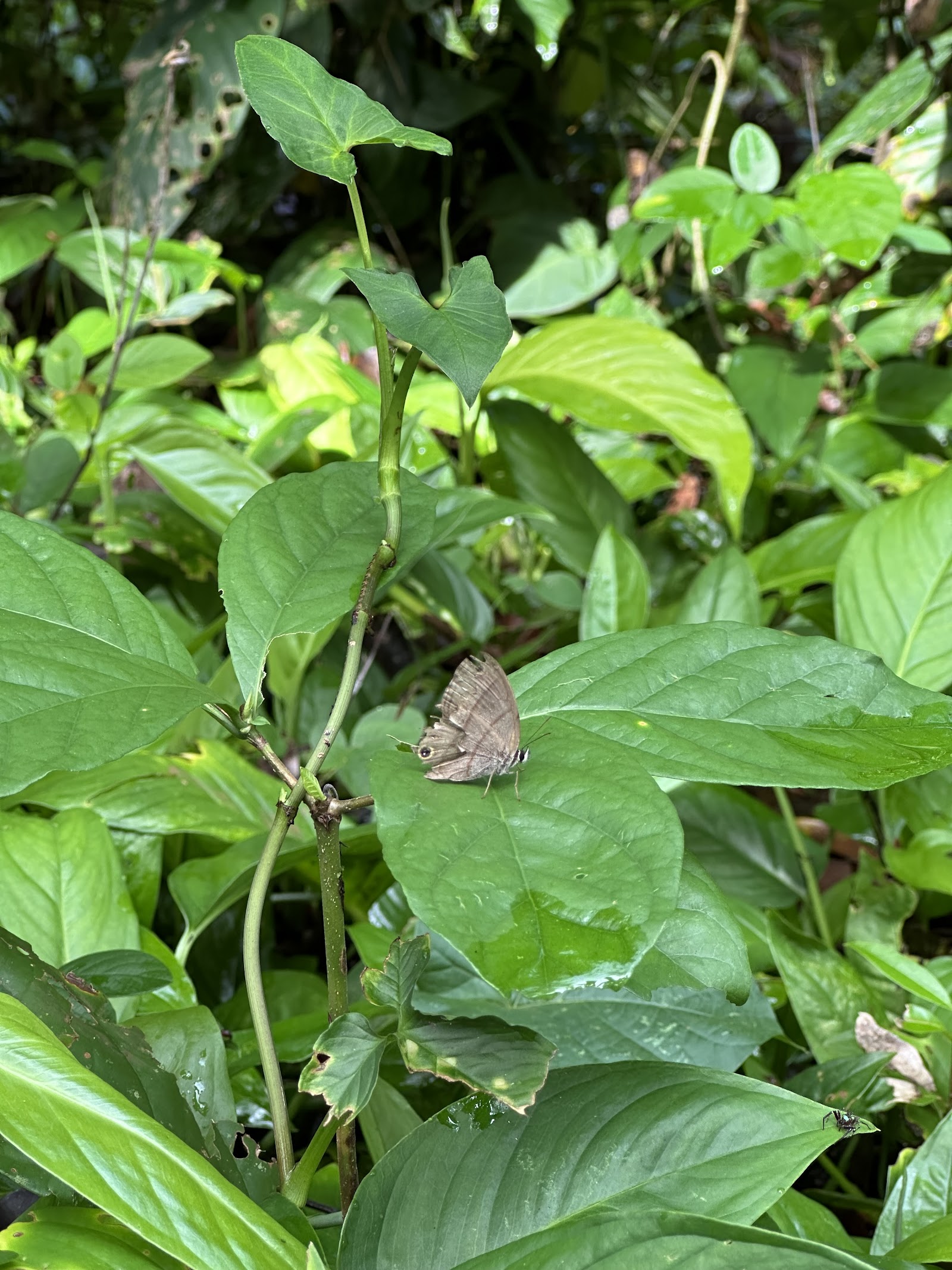 Mariposario Montiel