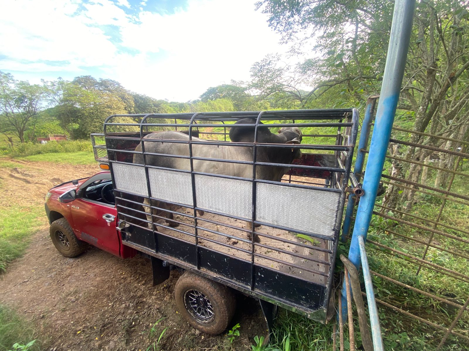 Transportes Adaleth