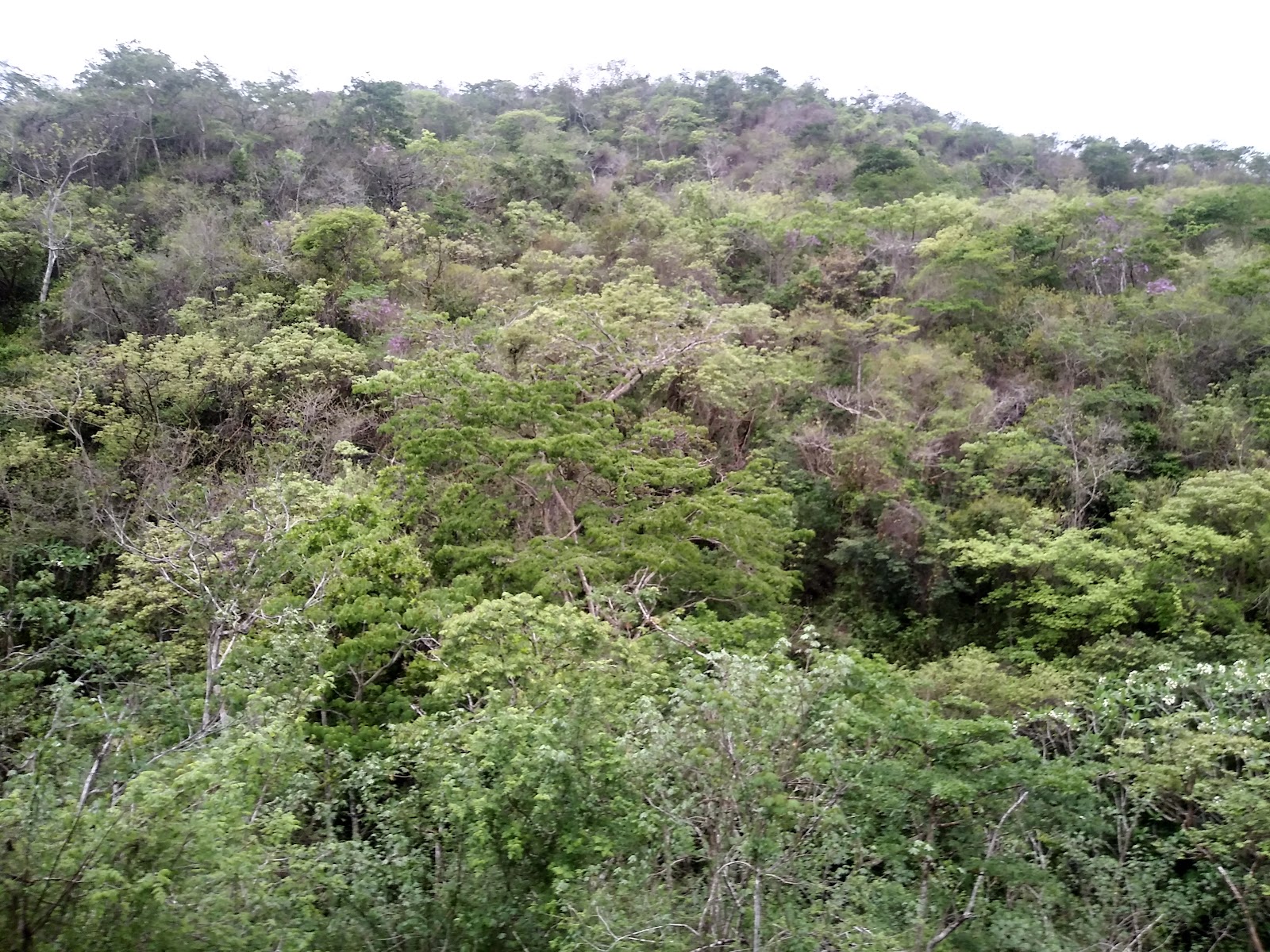 Campo Trinchera