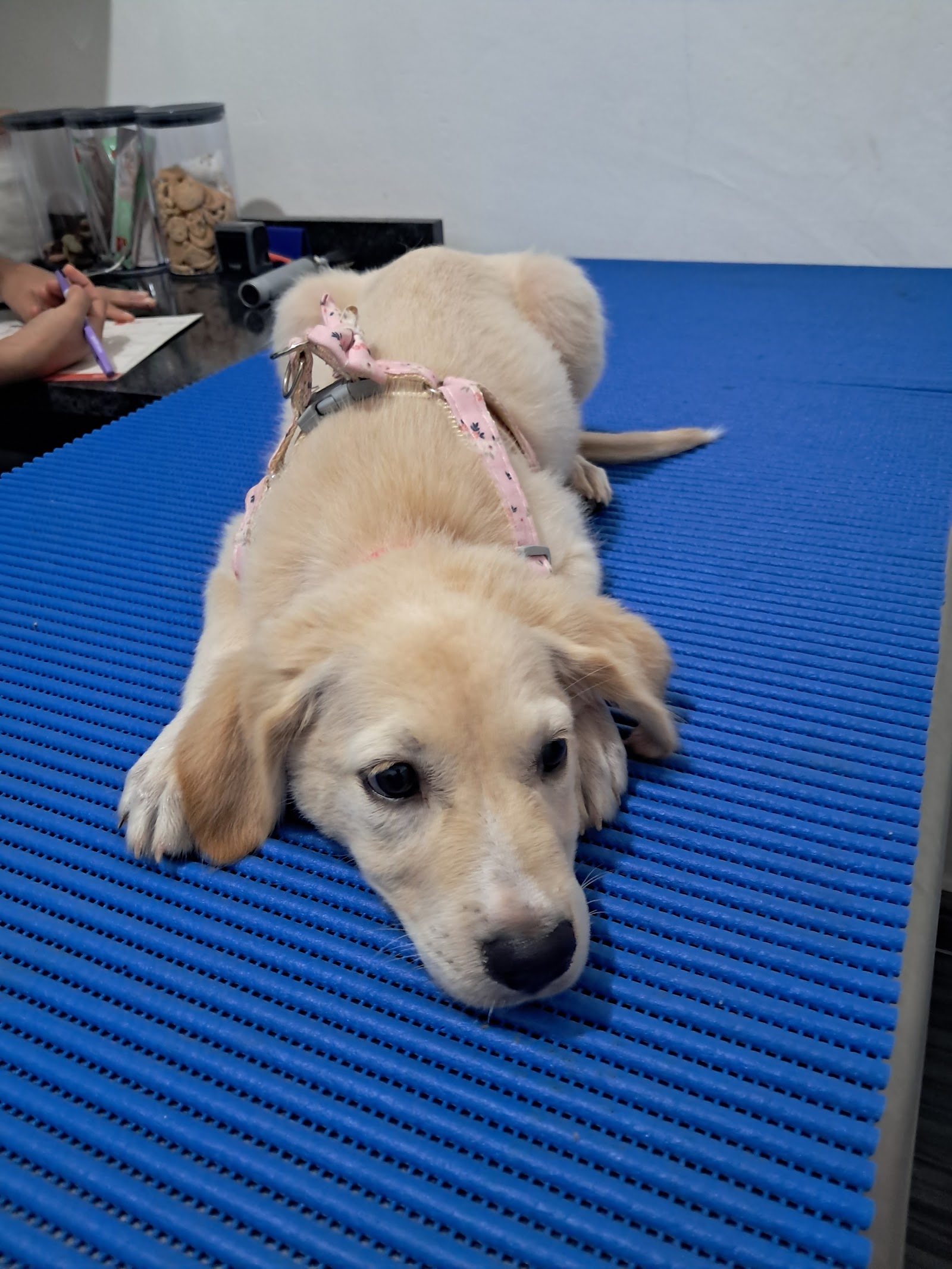 Veterinaria Agrovet