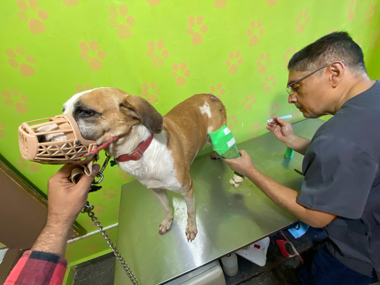 Clinica Veterinaria Dogs And Cats