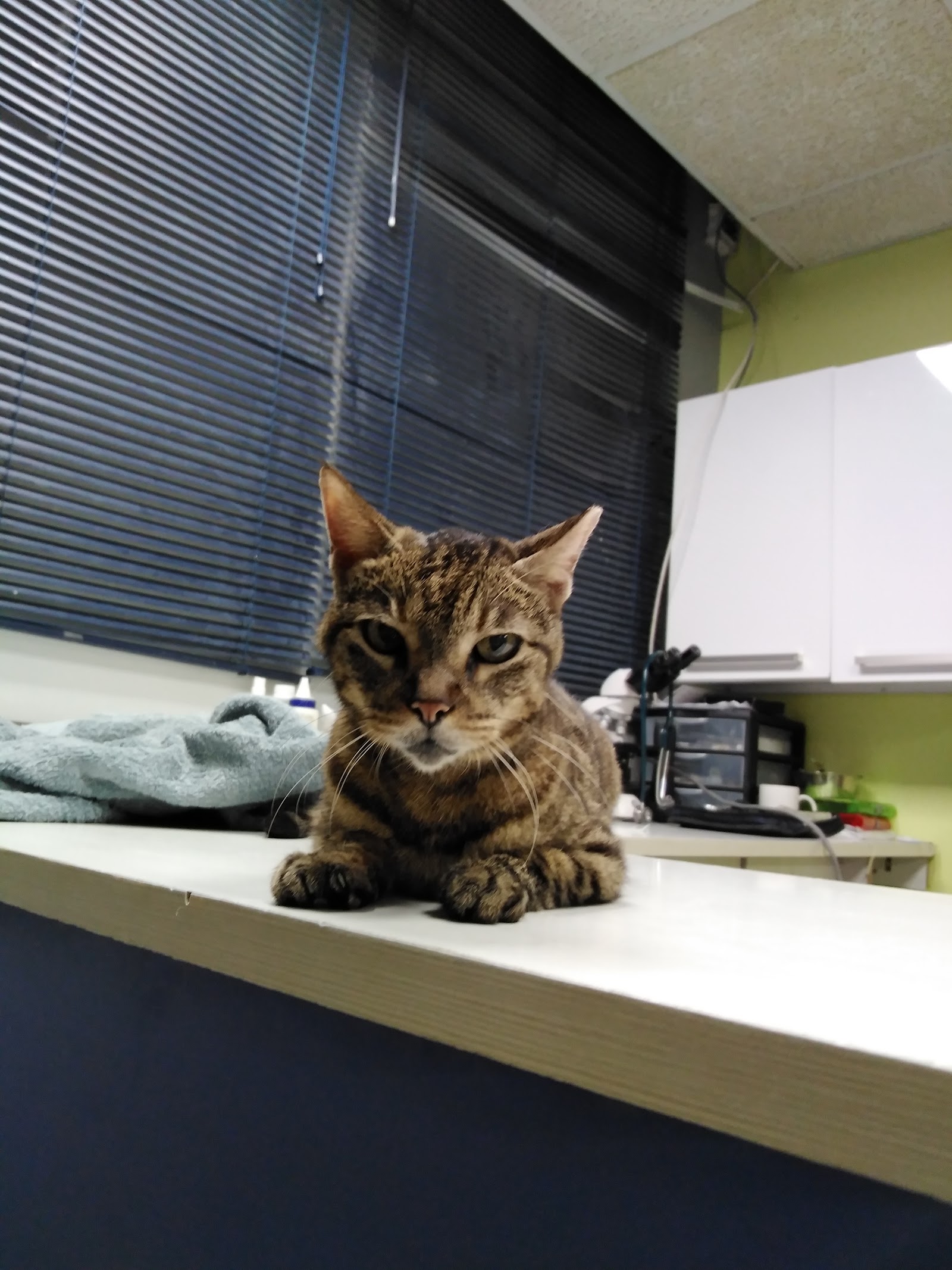 (Grupo Felino Canino)