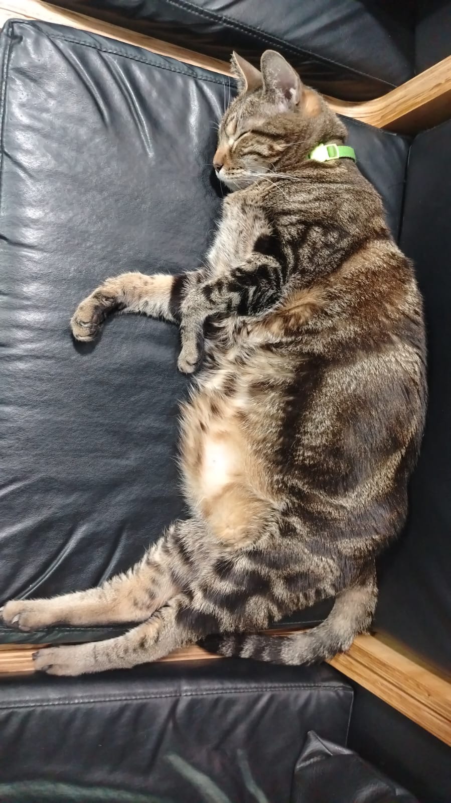Centro Felino