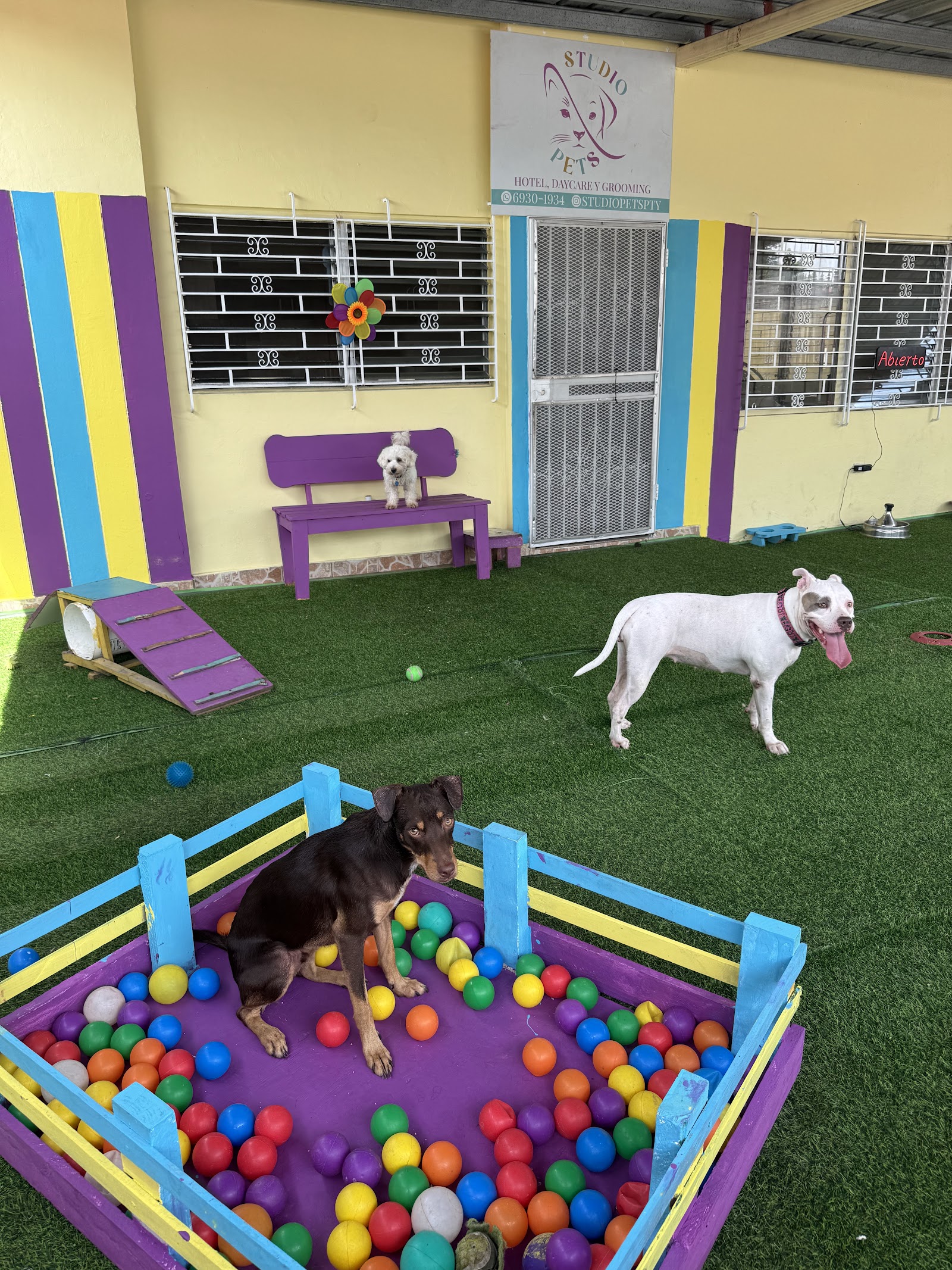 studio pets pty